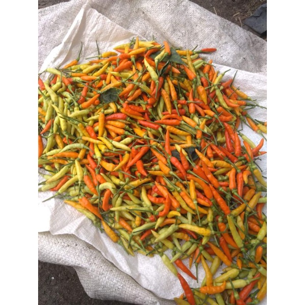 

Cabe / Cabai Rawit Pedas 500 Gram