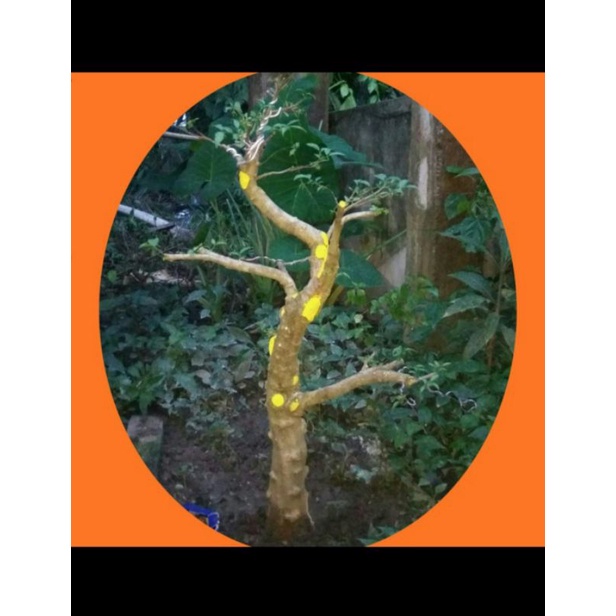 bonsai anting putri ukuran xl dan berkarakter