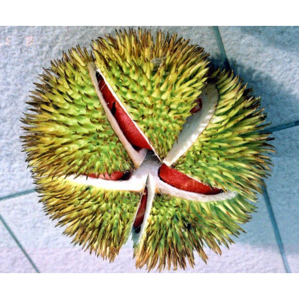 O0# Bibit Durian Merah Asli @_@