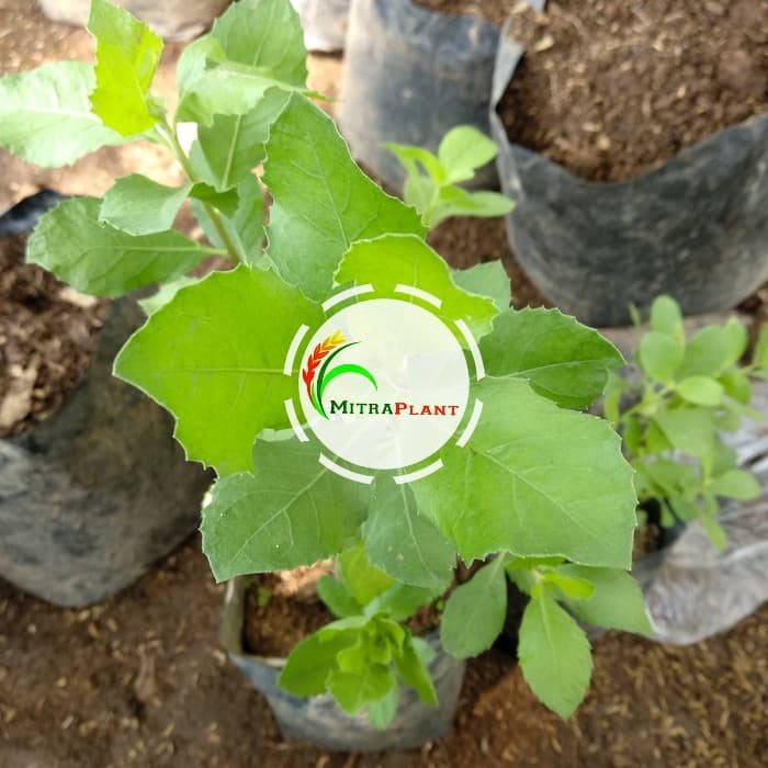 Bibit Tanaman Beluntas Bibit Daun Beluntas Pohon Beluntas