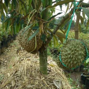 Bibit Durian Musang King Kaki 3