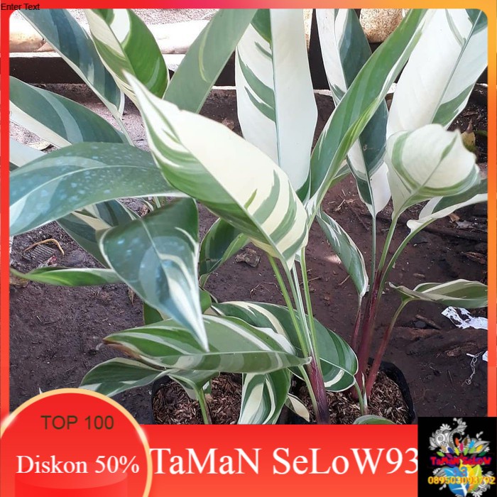 Tanaman Hias Heliconia Variegata | Pohon pisang Pisangan Variegata