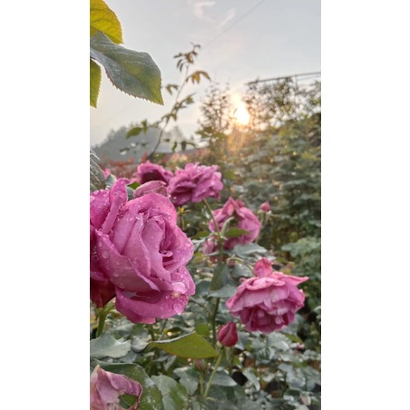 Tanaman Hias Mawar Claude Brasseur