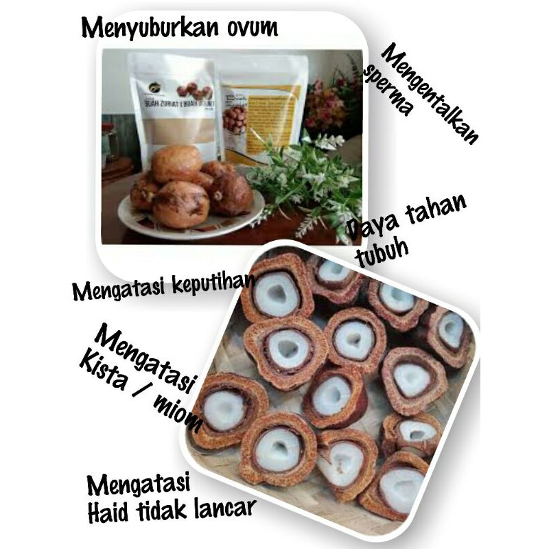 

Zuriat Mesir