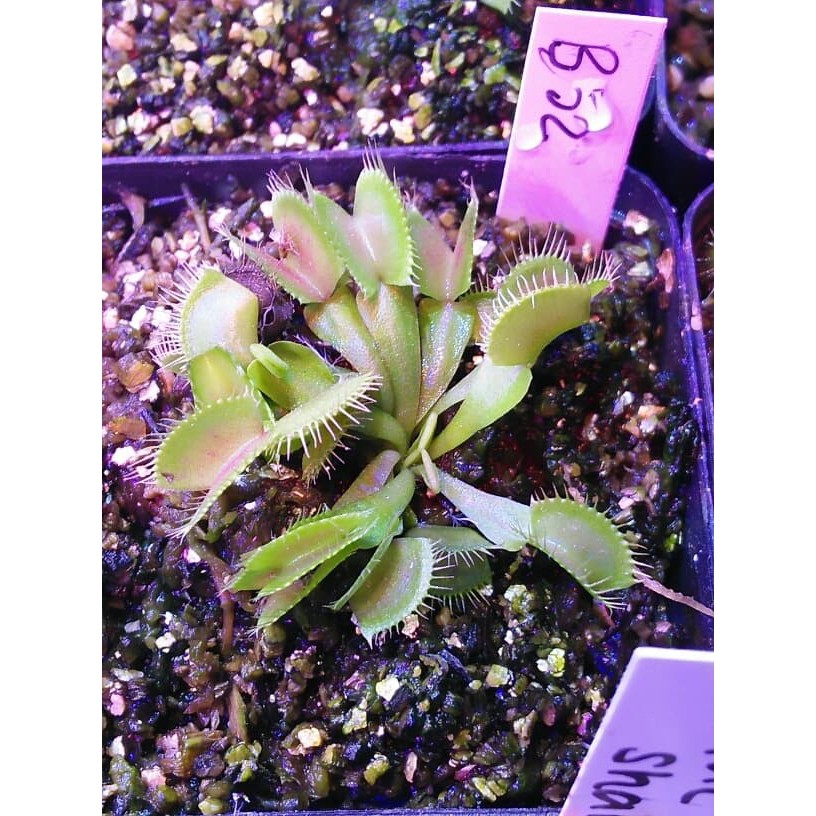 Venus flytrap B52