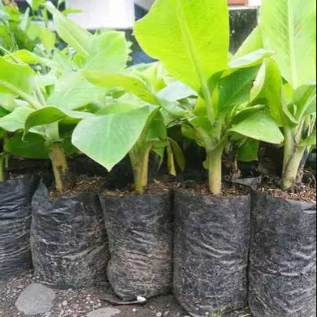 bibit pisang ambon mini