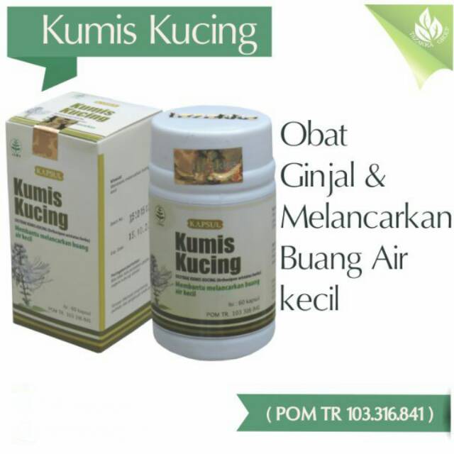 Kumis Kucing Obat Ginjal Melancarkan Buang Air Kecil Tazakka