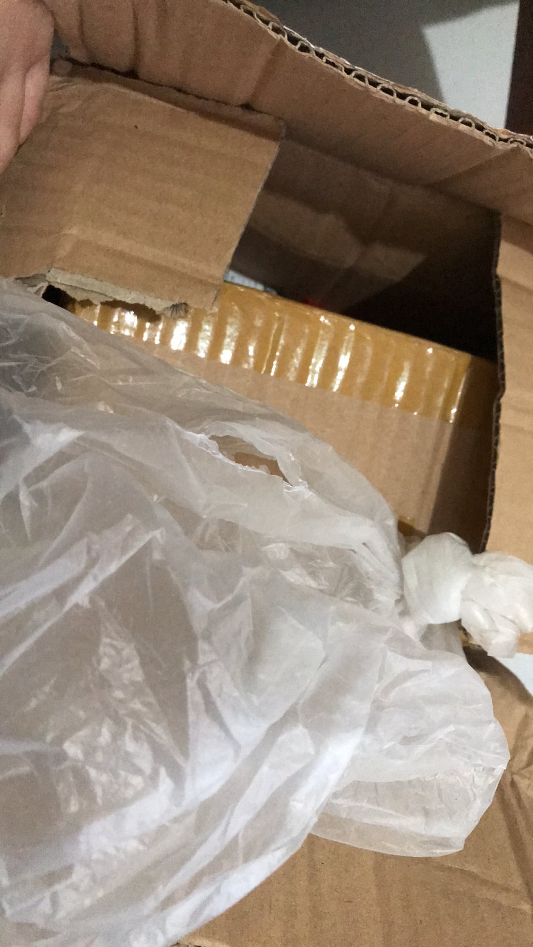 Paket 5 Bibit Tanaman Bidara Bibit Benih Tanaman Daun Biadara Arab