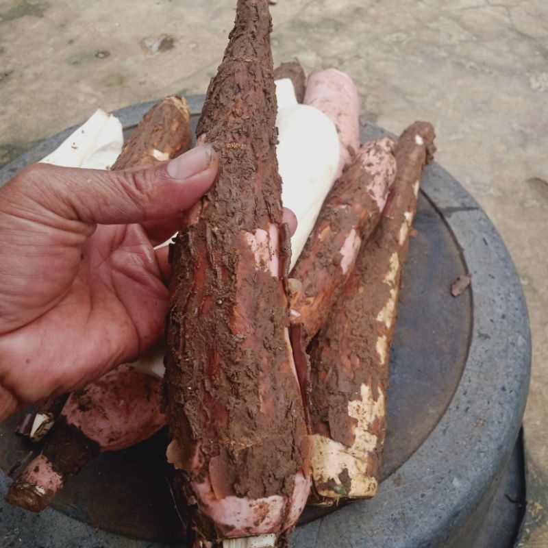 

Ubi Ketela Pohon/Singkong Permas 1 Kg