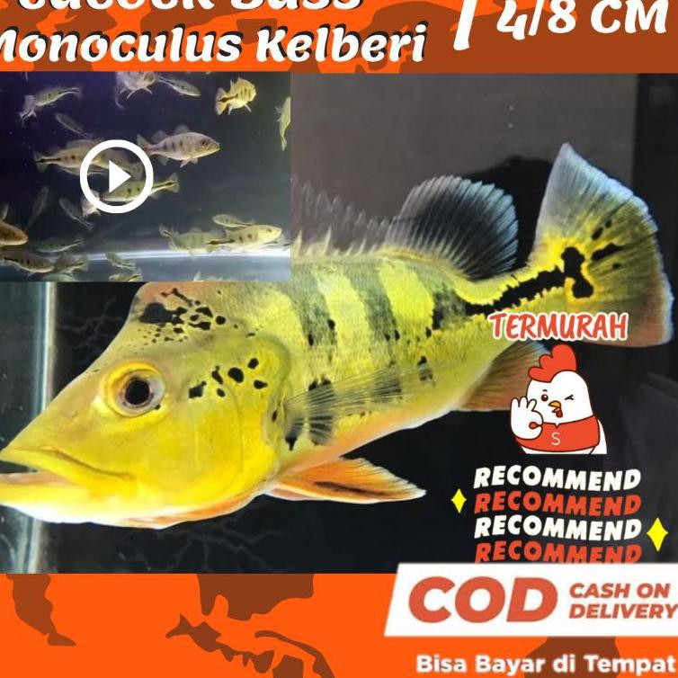 Vi 09oc21o Ikan Predator Peacock Bass Pbass Monoculus Kelberi Oscar Arwana Aligator Beli Senilai Rp81 000