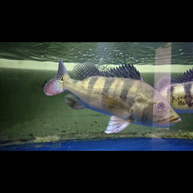 Ikan Pbass Mono X Azul 27cm Peacock Bass / Ikan Predator Hias
