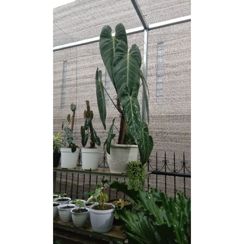 philodendron melano crysum narrow