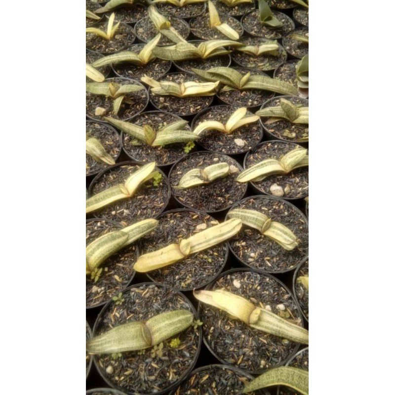 Gasteria Batesiana variegata