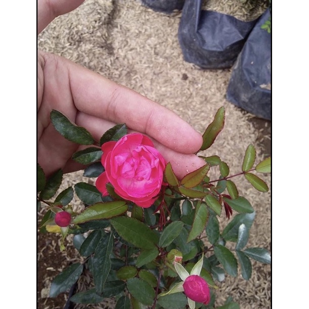 Mawar Rambat/Climbing Rose Murah