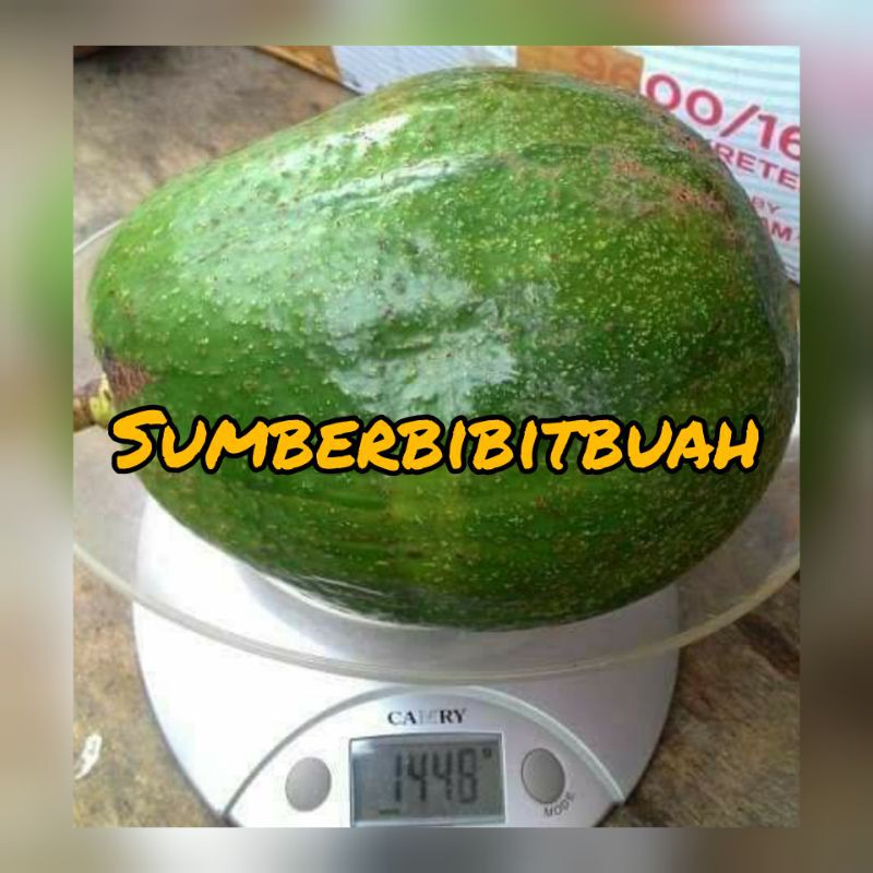 BIBIT ALPUKAT MARKUS JUMBO