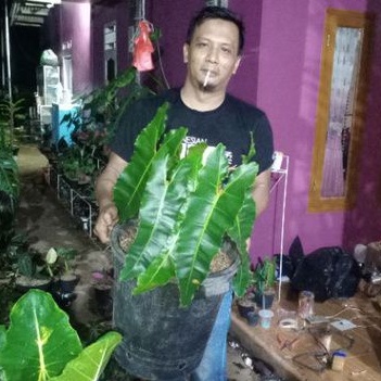 philodendron Bilitae ori (stang orange) jumbo