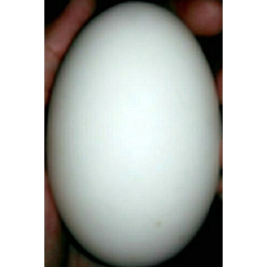 

Telur Angsa Fresh dan Fertil Jumbo