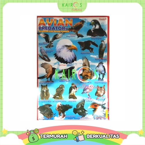 Poster Anak Edukasi Binatang Burung Avian Predator