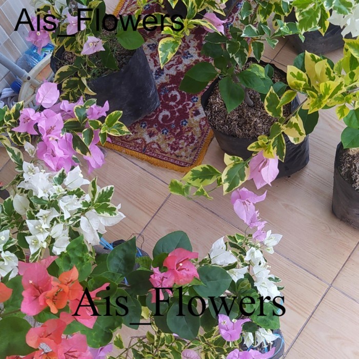 bunga bougenville variegata 1pohon 3 warna TANAMAN HIAS
