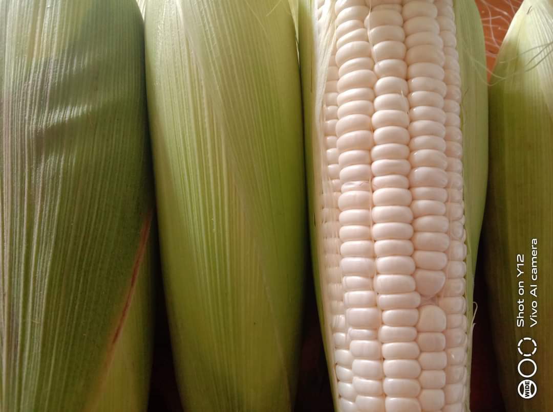Alat Pemisah Kuning Putih Telur/saringan Telur/alat Dapur