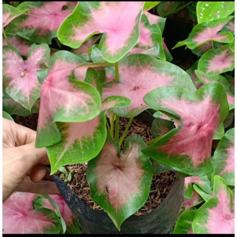 Tanaman Hias Keladi Love Pink Caladium Pink Shopee Indonesia