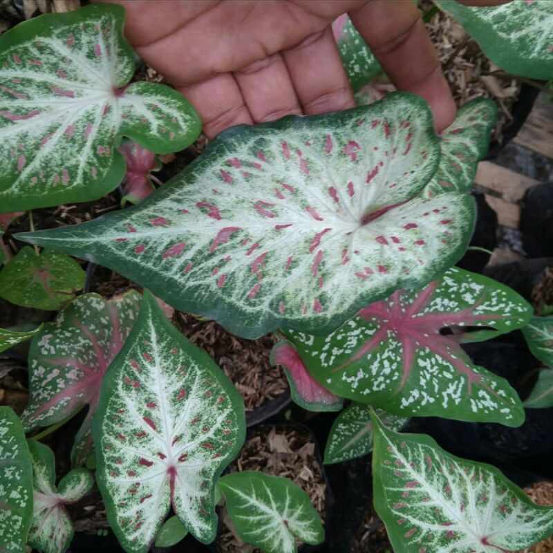 keladi hias gingerland/keladi wayang corong