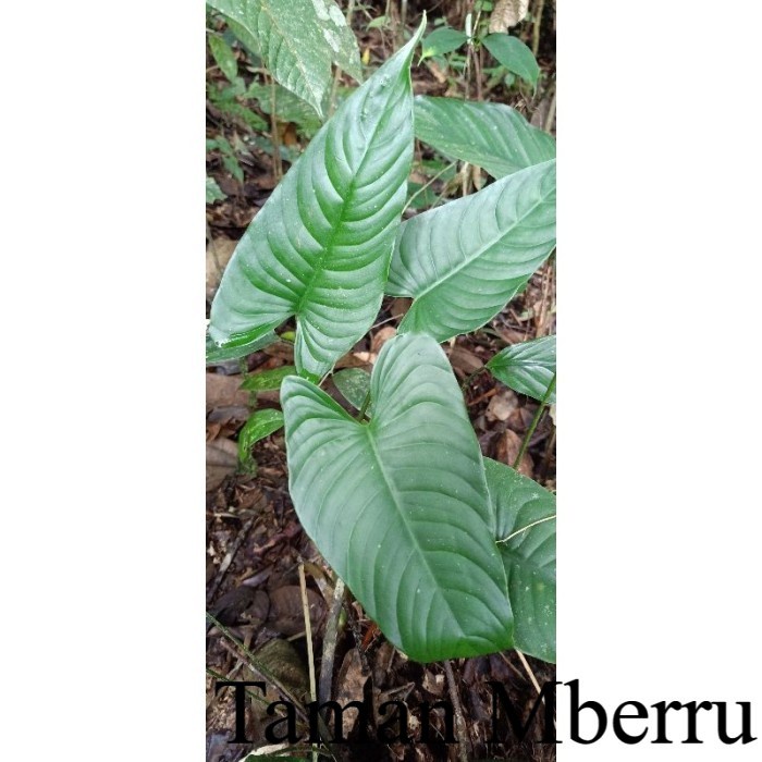 Cyrtosperma merkusii#Langsung Dari Hutan Bunga & Tanaman