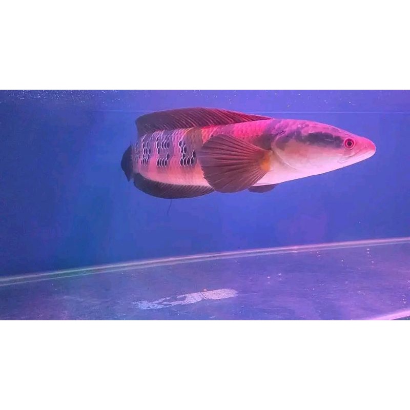 channa maru red barito 5cm