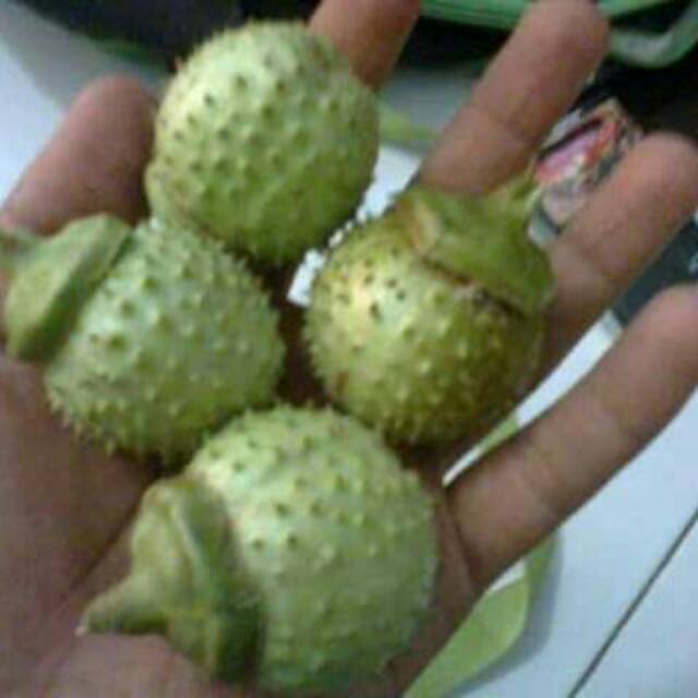 

PAKET 8 BUAH KECUBUNG WULUNG SEGAR