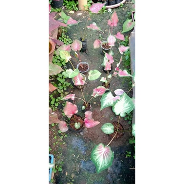 tanaman hias keladi hybrid