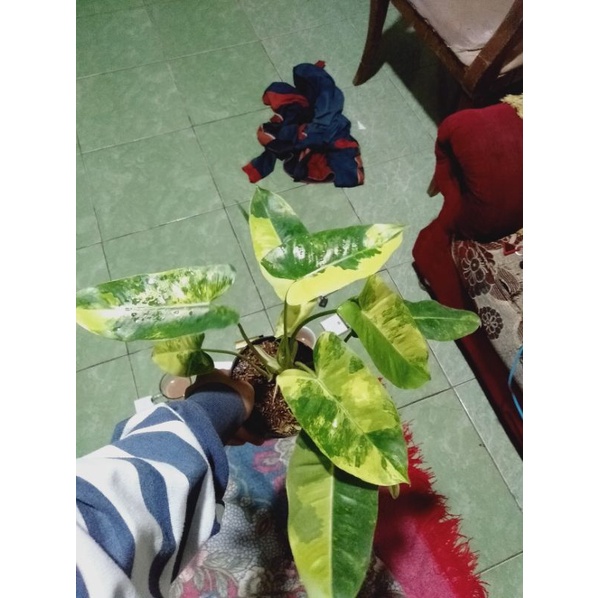 tanaman hias philodendron burlemax varigata philodendron burlemax varigata
