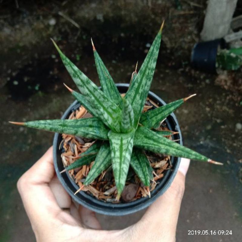 Sansevieria Gracilis Cantik | Kaktus Sukulen Paket Paketan Satuan Harga Promo Bebas Pilih Jenis Harg