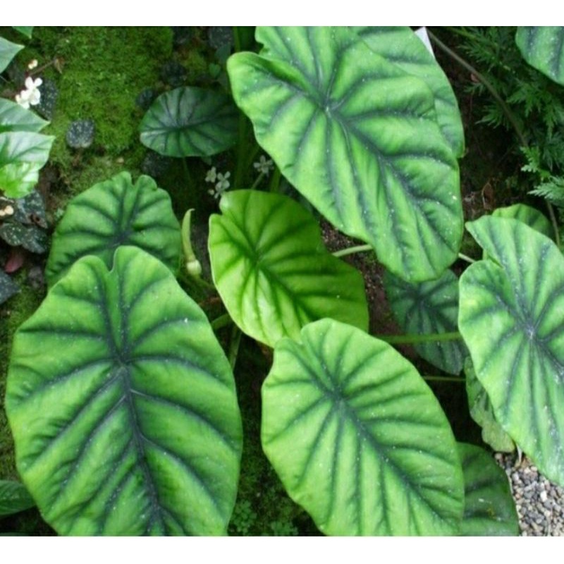 tanaman keladi tengkorak hijau / alocasia cuprea