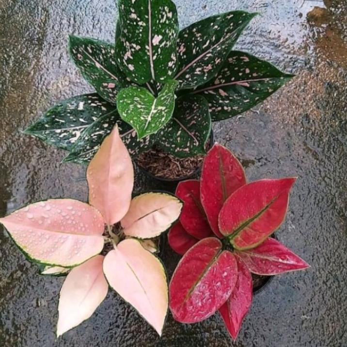 ✵ paket hemat 3 jenis anakan aglonema (pink dalmation-kocin sutra-ayunindi) ➹