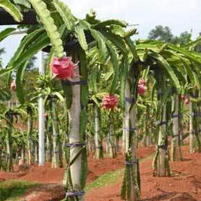 paling laris Tanaman Bibit Buah Naga Hitam