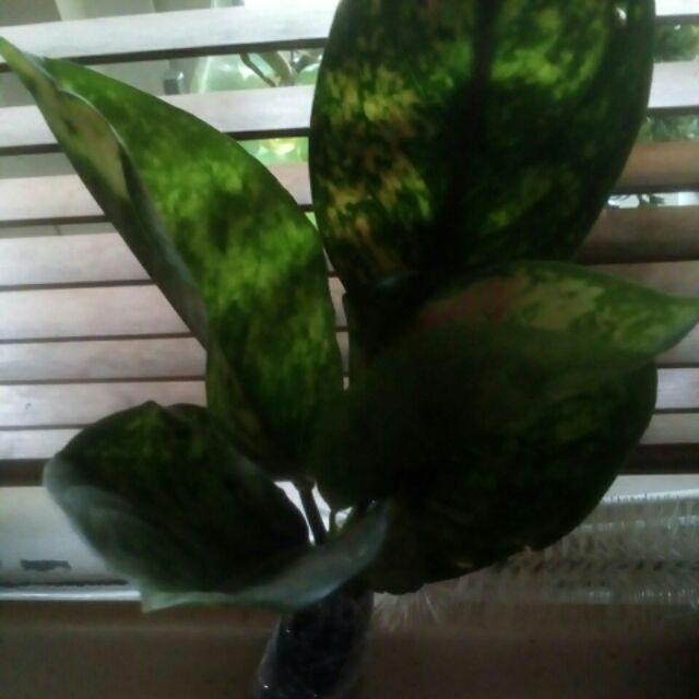 Tanaman Hias Aglonema Engheng-hengheng