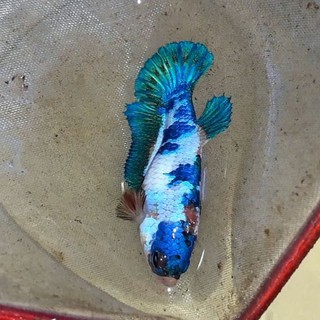 giant bettafish / ikan cupang, sepasang siap breed (galaxy