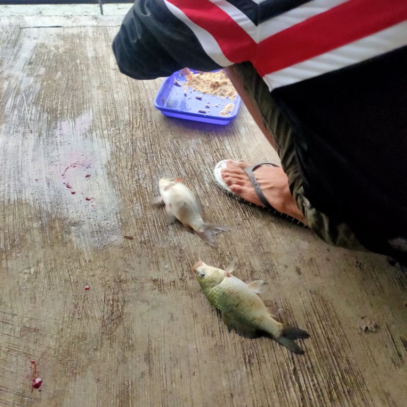 Essen Oplosan Amis Gurih Wangi Garang Ikan Mas Harian Lomba Induk/Babon Dan Ikan Rame 15ml