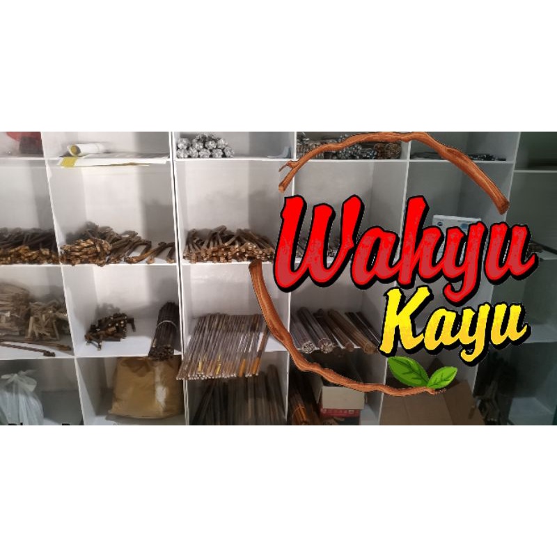 GELODOK POHON MURAI TERNAK BREEDING KAYU MAHONI