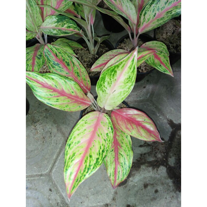 bibit bunga aglonema golden swet