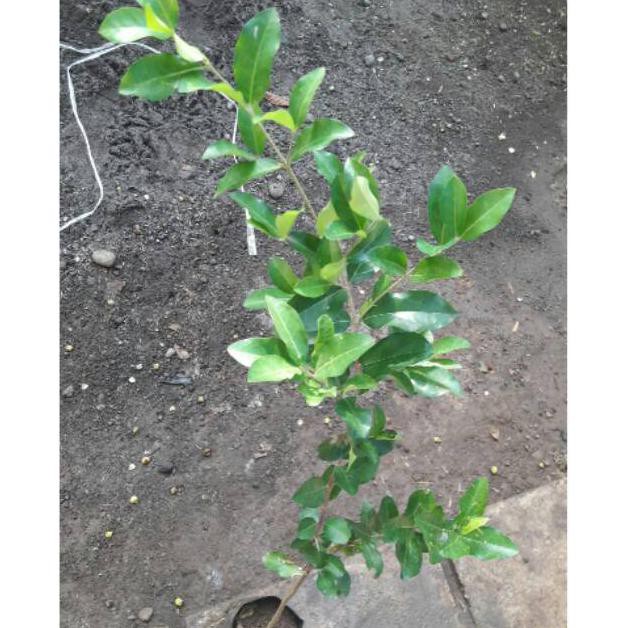 k0d bibit tanaman buah cerry  bibit buah chery  bibit buah cherry // bakal bonsai sianci //