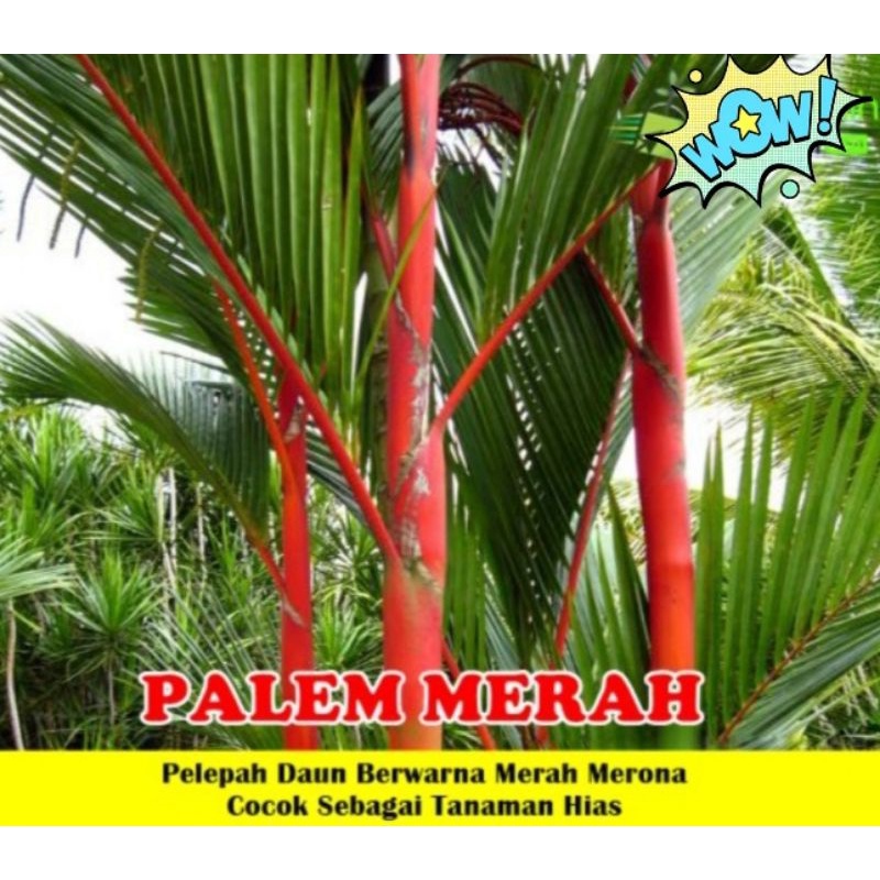 Jual Bibit Palem Merah Tinggi 1 Meter Batang Besar | Shopee Indonesia