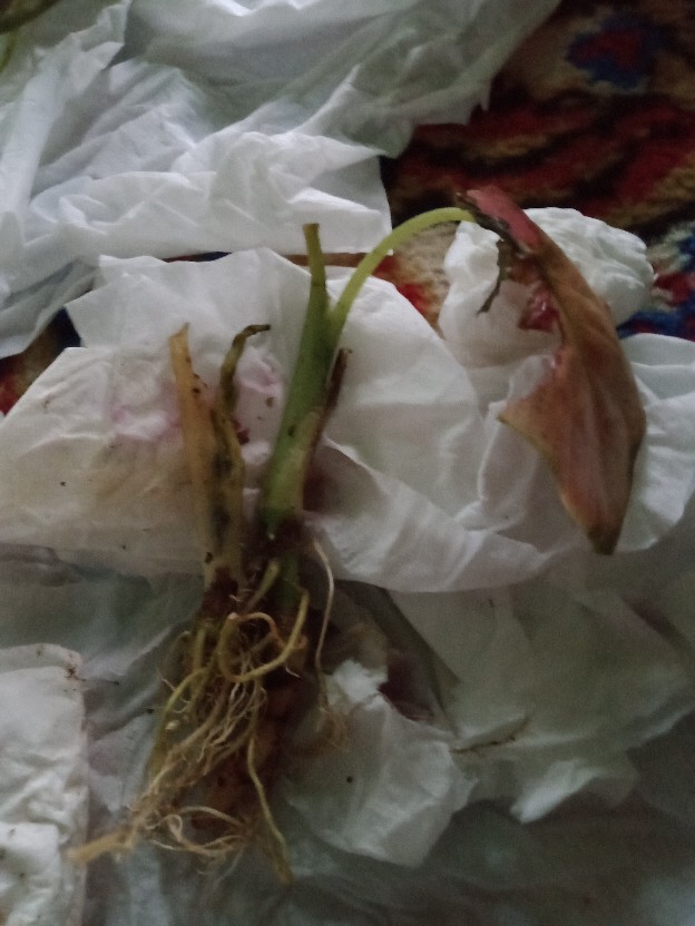 Cladium White Qween Bonggolan