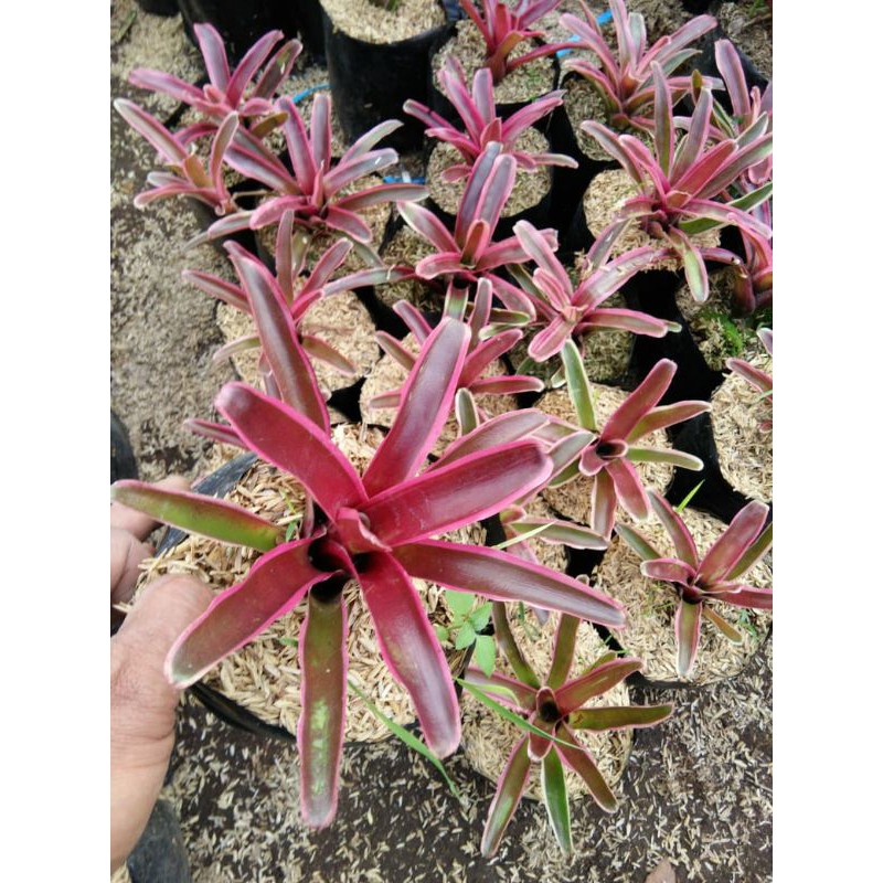 Bromelia Pink Mini Neoregelia Pink Powder