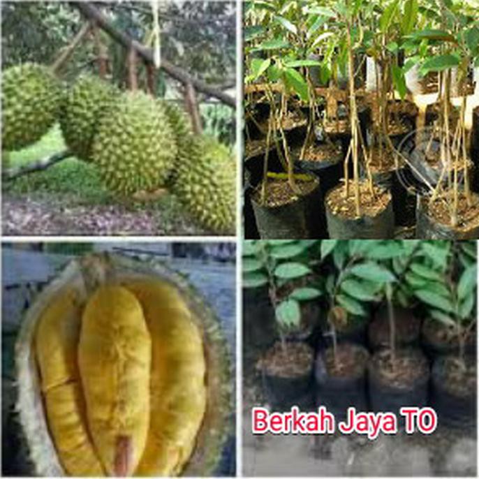 Asli Bibit Durian Musangking Kaki 3 *_*