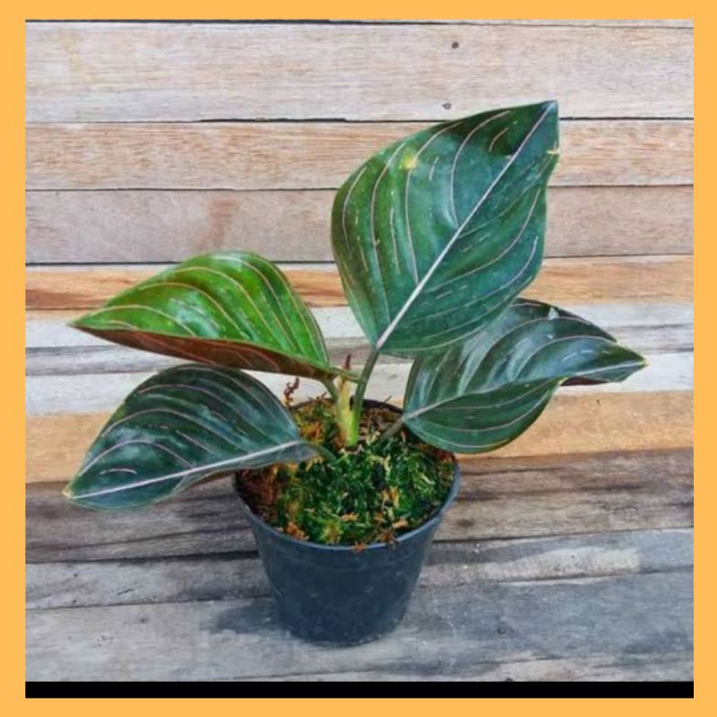 AGLONEMA ROTUNDUM DEWASA/AGLAONEMA ROTUNDUM
