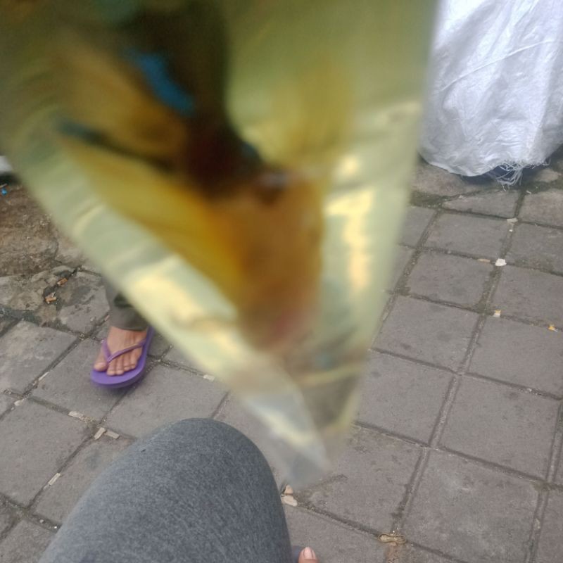 

yelow koi