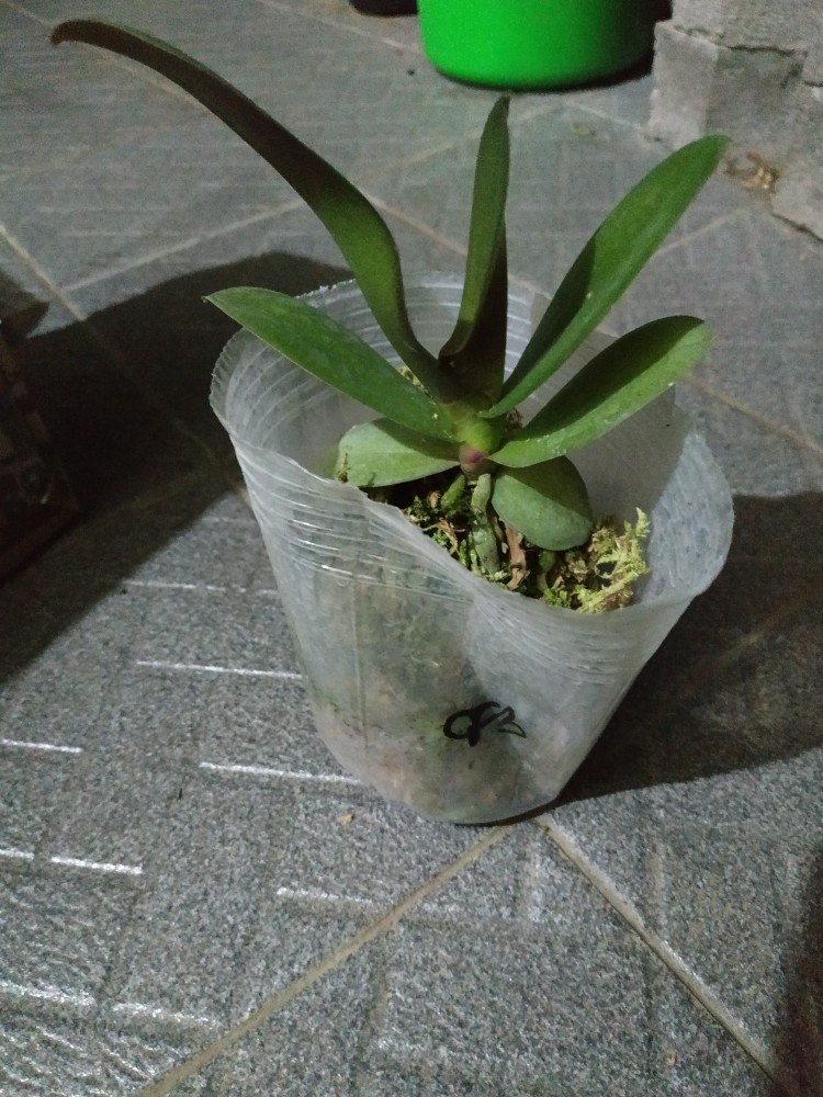 Anggrek Dewasa Bulan Ox Fire Bird Hybrid