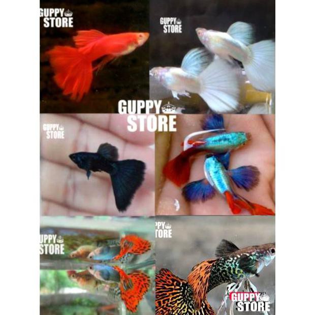 Terbaru Paket Murah Ikan Hias Ikan Guppy 12 Ekor Paket Hemat Ikan Hias