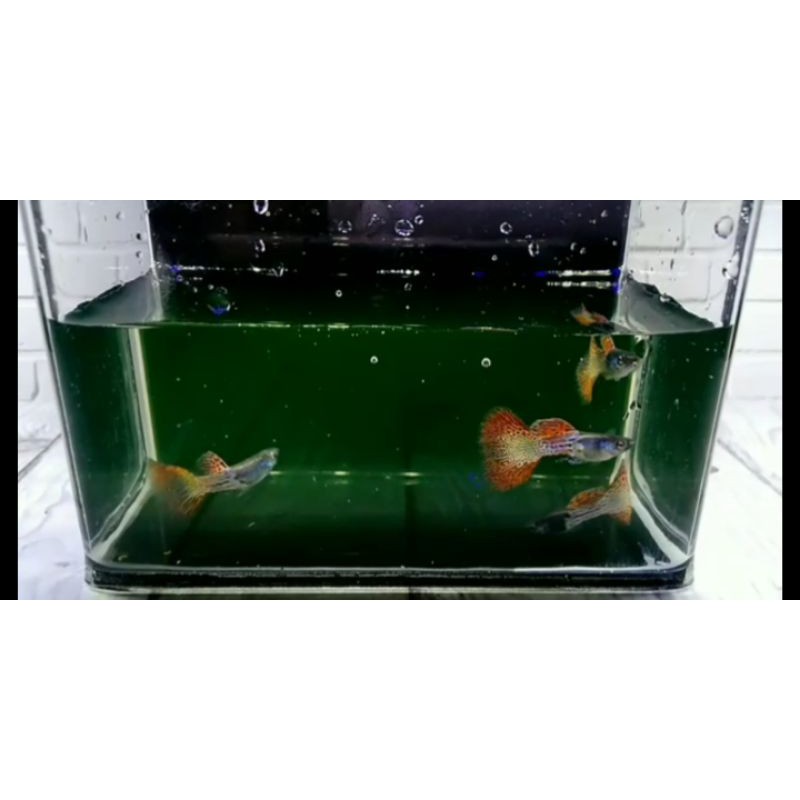 Pasangan ikan hias Guppy Metal red lace - Guppy makassar